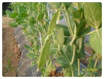 완두콩 재배 추위 견디기 지주 세우기 꼬투리 수확_11