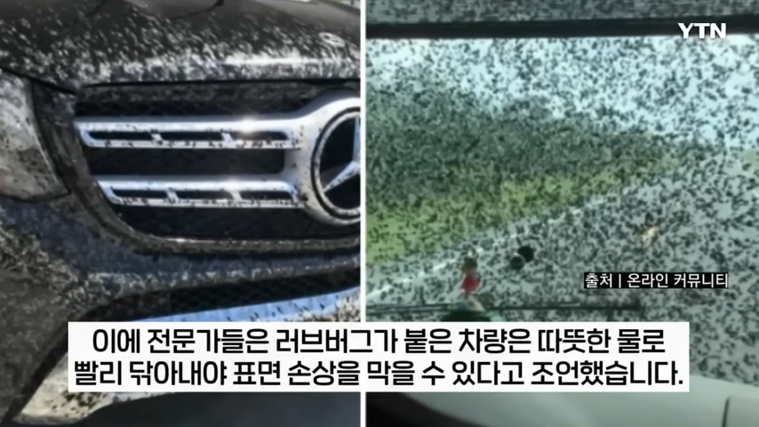 차량에 붙은 러브버그&amp;#44; 세차 퇴치방법 꿀팁