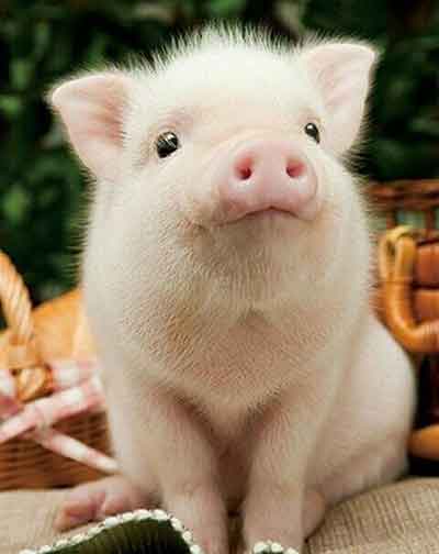 돼지띠 다양한 띠궁합