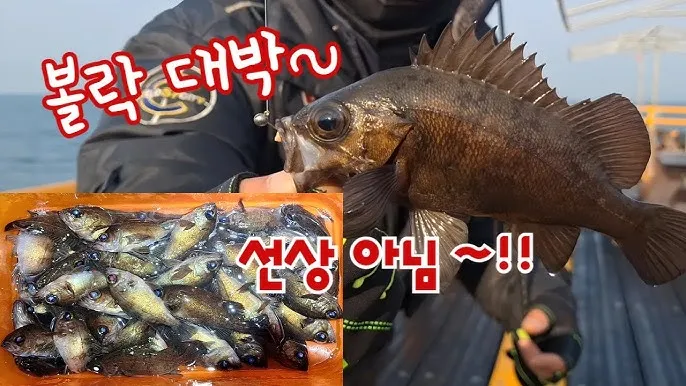낚시터 물고기 방생법 바늘 제거 회복 수질 보호_5