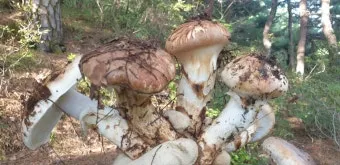 송이버섯 먹는법 요리법을 정리_19