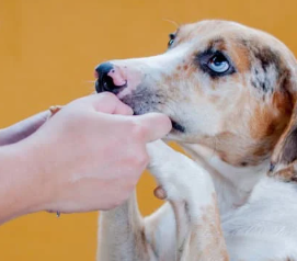 유기견 무료 분양, 어디서 어떻게? 실패 없는 입양 가이드