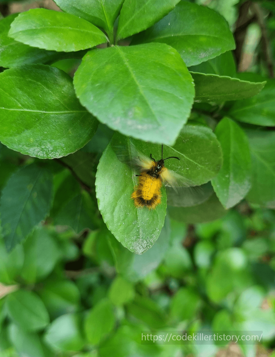 노랑털알락나방