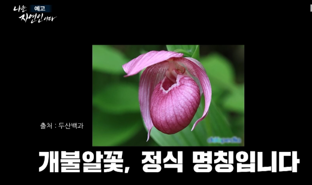 개불알꽃아시나요