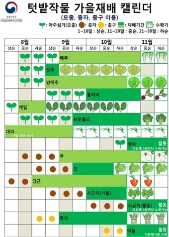 가을 텃밭 작물 추천 상추 열무 시금치 쌈채소 재배법_42