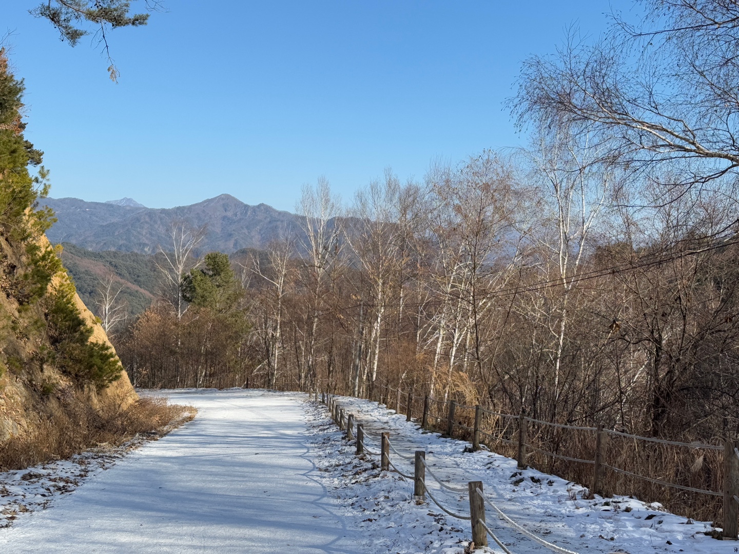 인제 자작나무숲