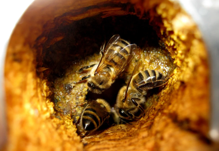 프로폴리스-효능