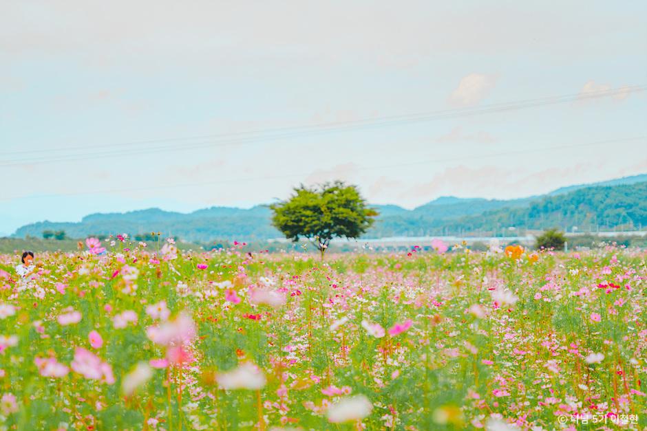 가을 여행지 코스모스 꽃구경 추천 장소