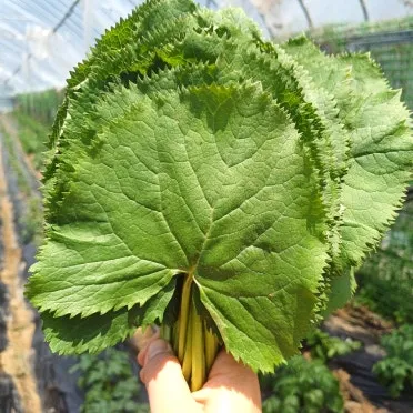 곰취 먹는방법 쌈 무침 장아찌 만드는법 요리 데치는방법_8