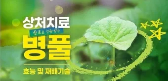 병풀 상처연고 상처 치유 피부 재생 효능과 사용법_12