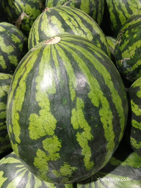 Whole watermelon for hydration/열사병 예방 음식-수분 보충에 좋은 수박/열사병과 일사병의 차이 설명 이미지