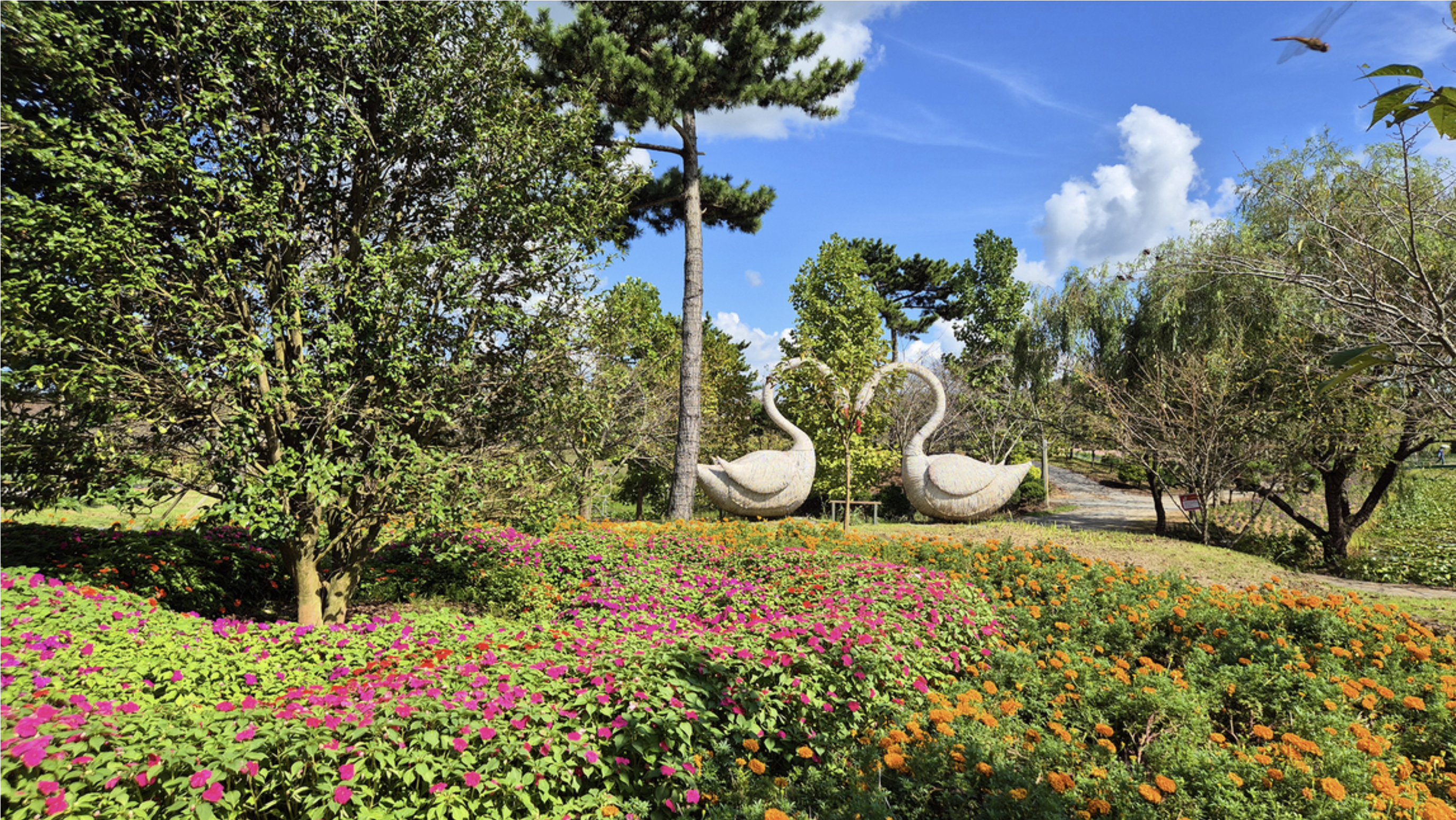 2025 태안가을꽃박람회