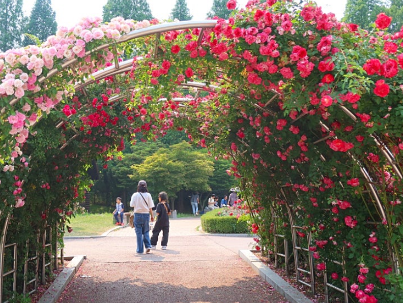 인천대공원 장미원터널
