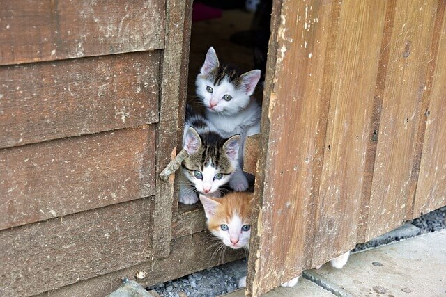 고양이꿈&amp;#44; 고양이 나오는 꿈&amp;#44; 고양이꿈해몽&amp;#44; 고양이 나오는 꿈해몽 흉몽?