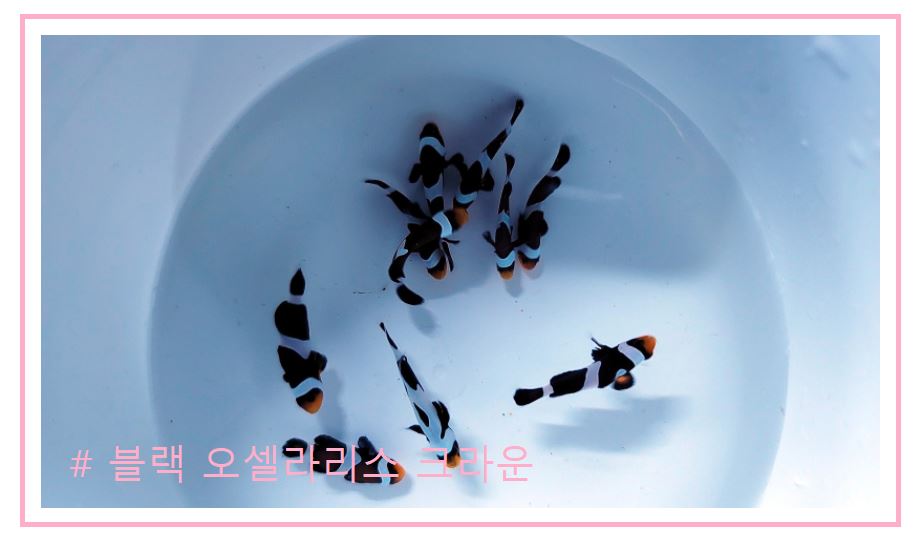 스페셜 퍼큘라크라운 분양가격과 종류