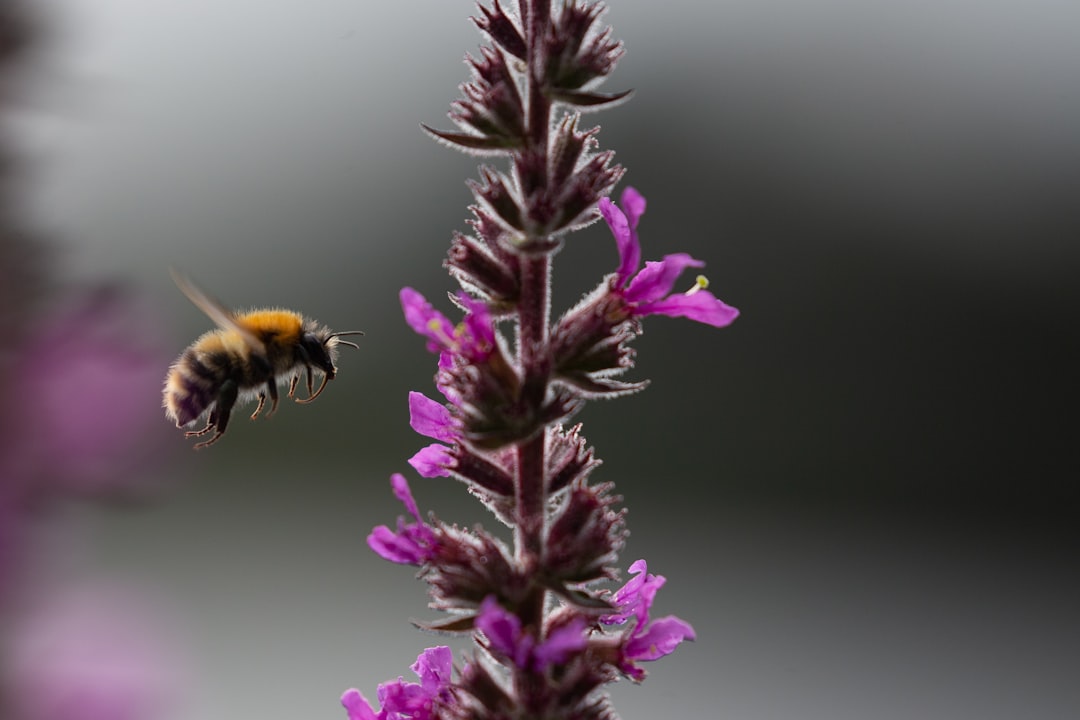 Pesticide