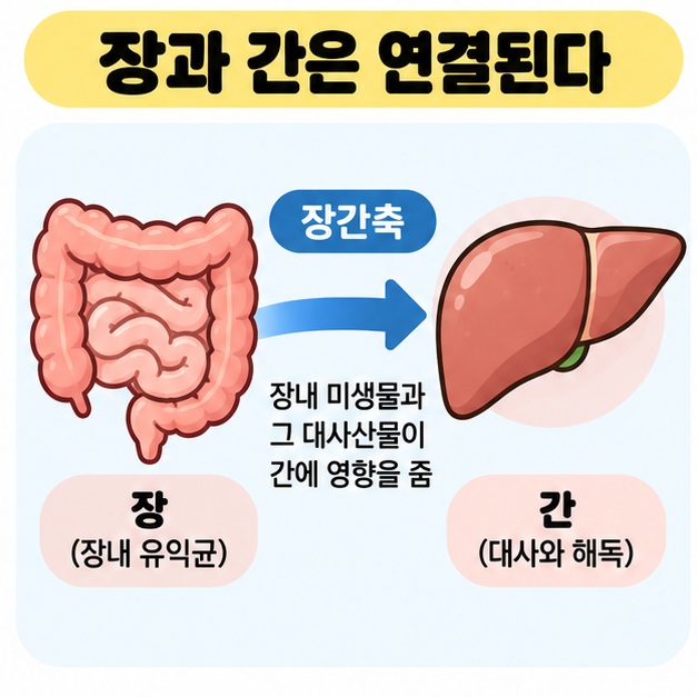 장과 간이 장간축으로 연결되고 장내 미생물이 간 건강 연구와 관련되는 구조를 보여주는 카드