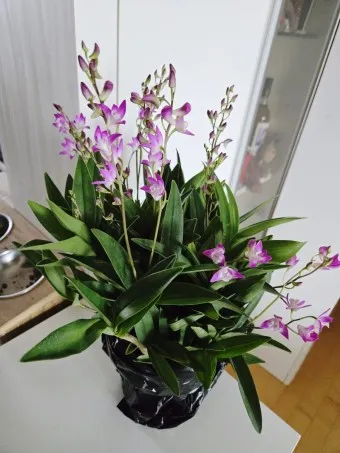 긴기아난 기르는법 꽃피우기 분갈이 물주기 꿀팁_46