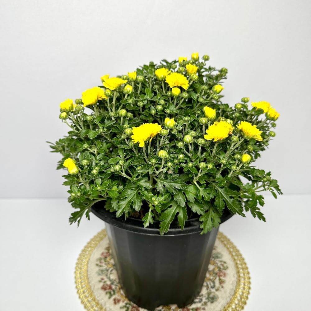 국화꽃 키우는법