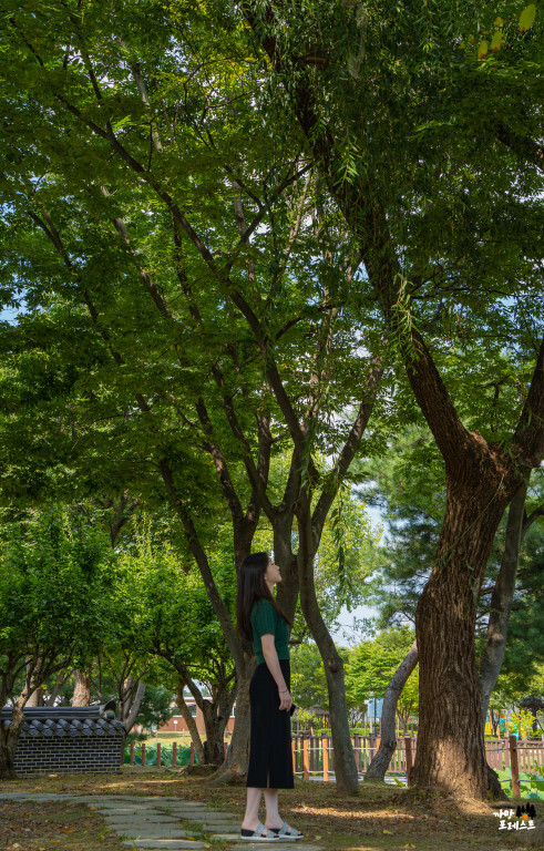 소풍정원 평택 소나무