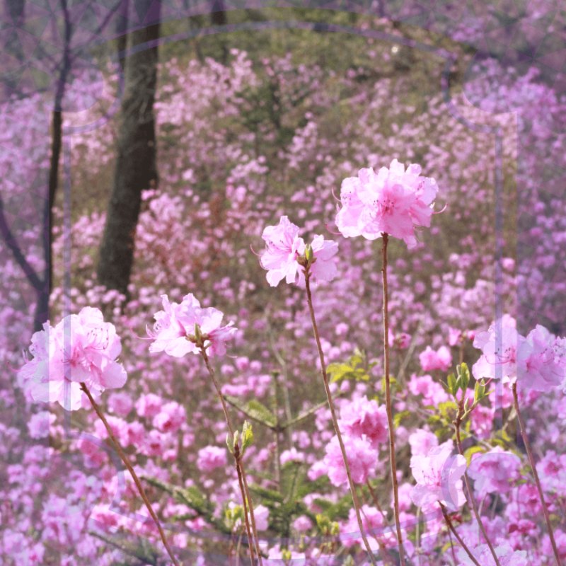 화담숲 예약방법