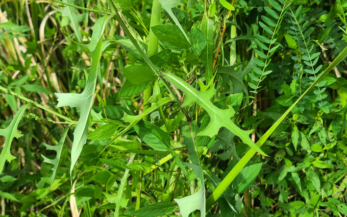 고들빼기김치 담는법 황금레시피