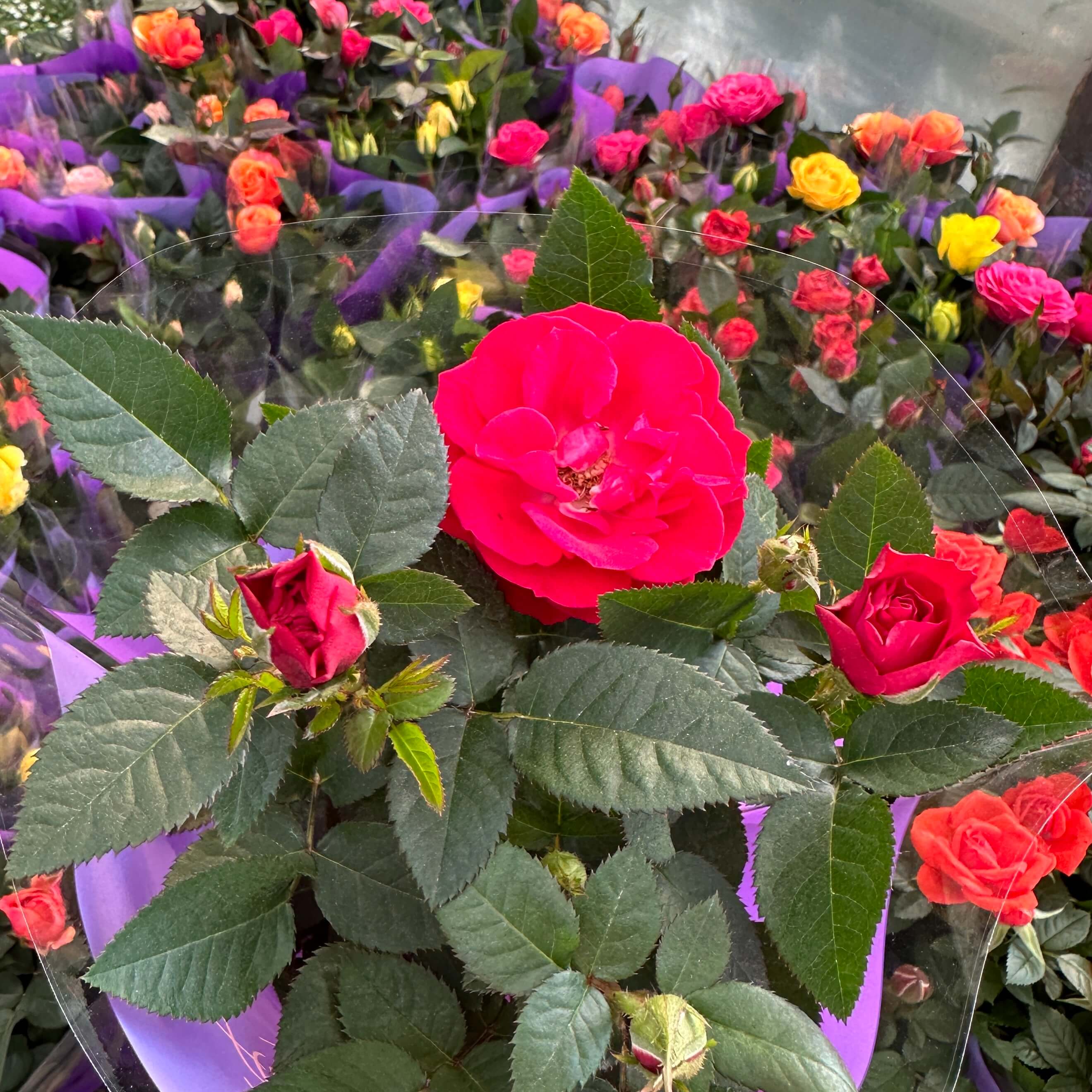 장미꽃 묘목 모종 키우는 방법