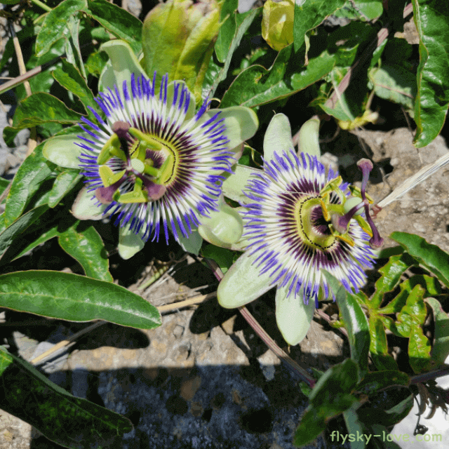 패션플라워(시계꽃)