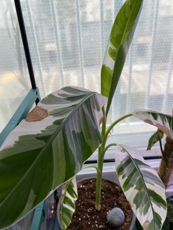 빛에 따라 무늬가 달라지는 '무늬바나나