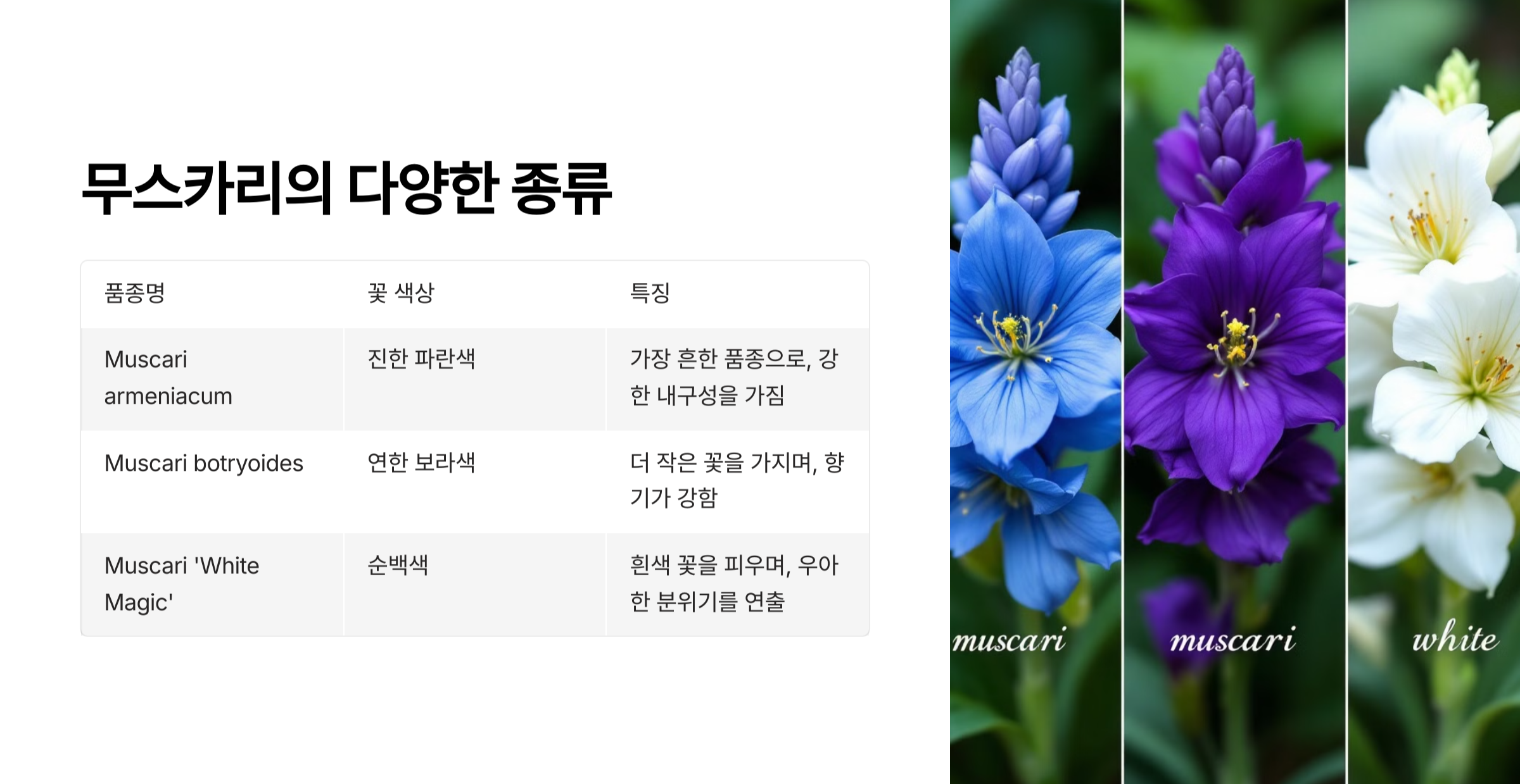 무리카리 꽃 사진