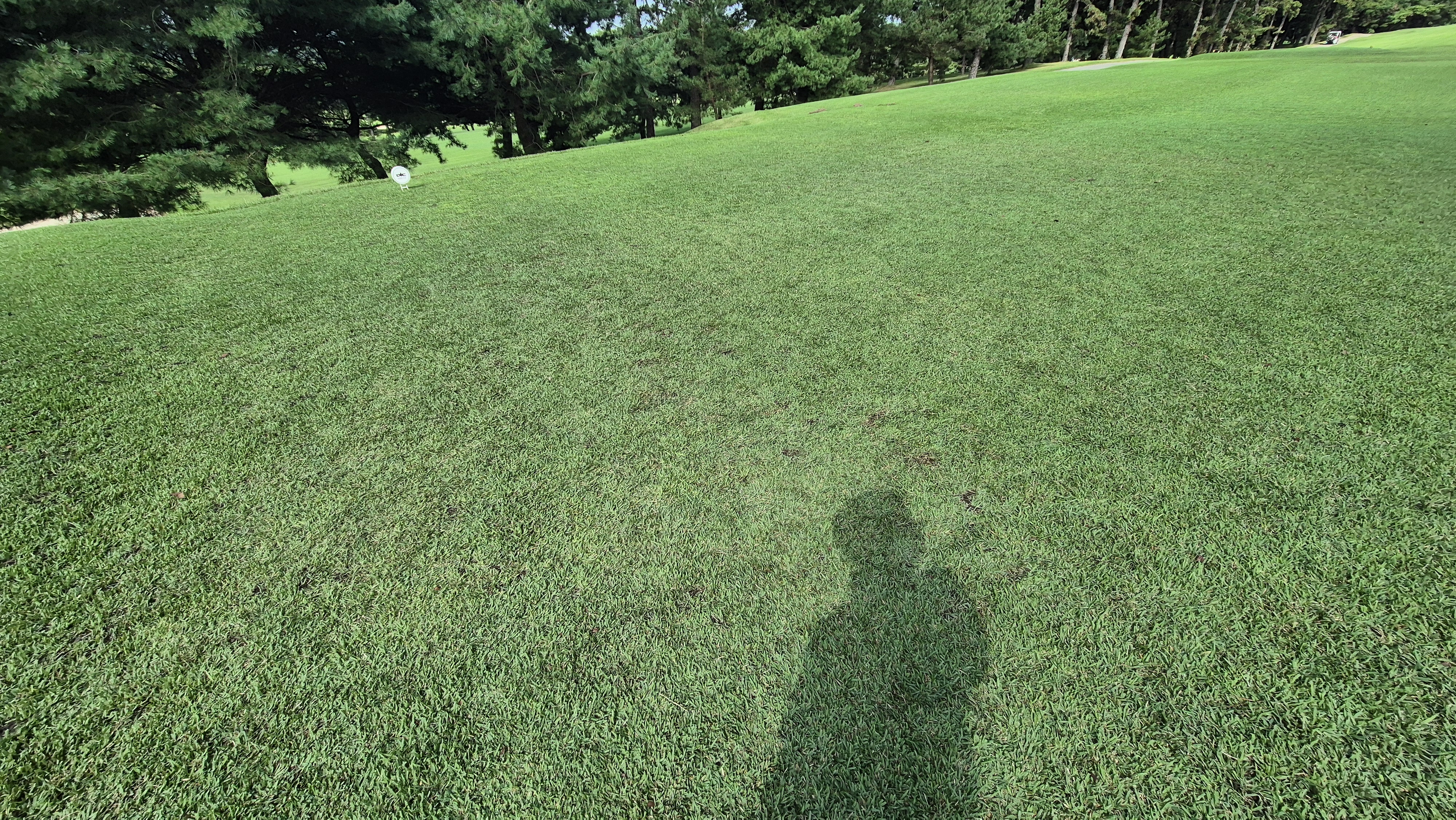 도고cc 티잉구역상태