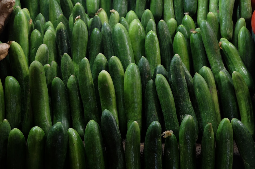 Cucumber