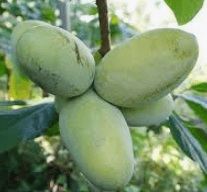 포포나무 재배방법