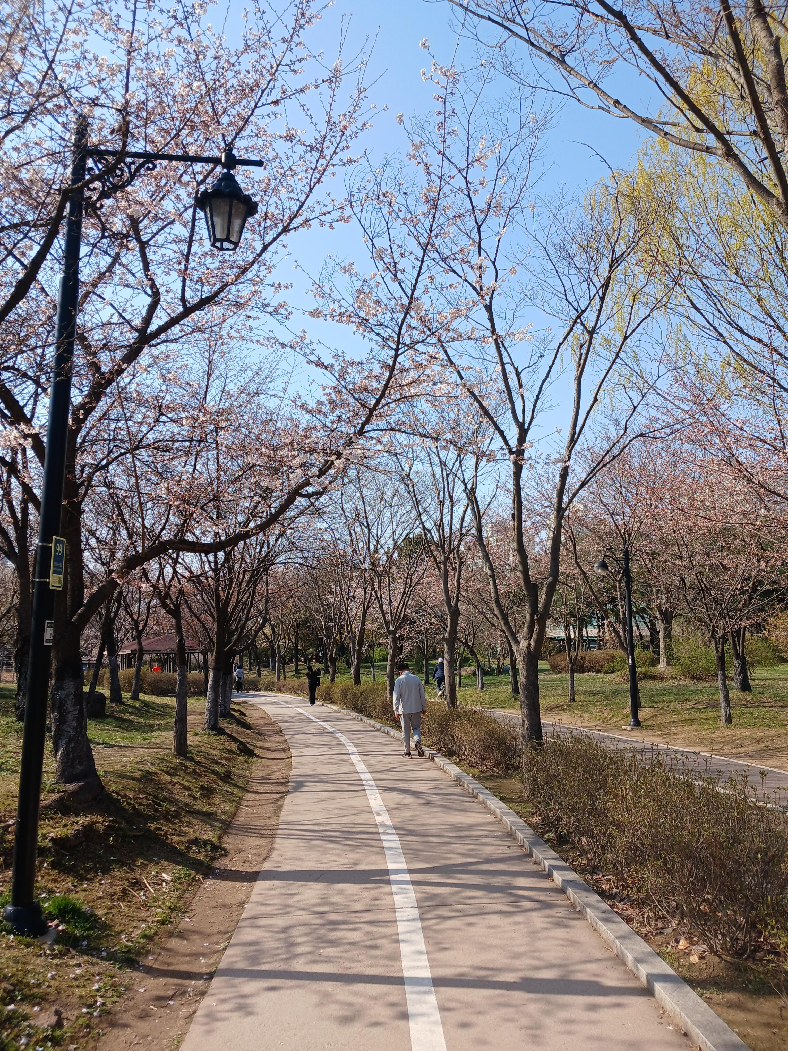 현재 일산호수공원 벚꽃상태