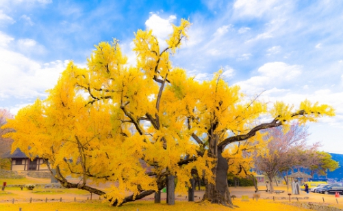 가을에 피는 꽃 은행나무
