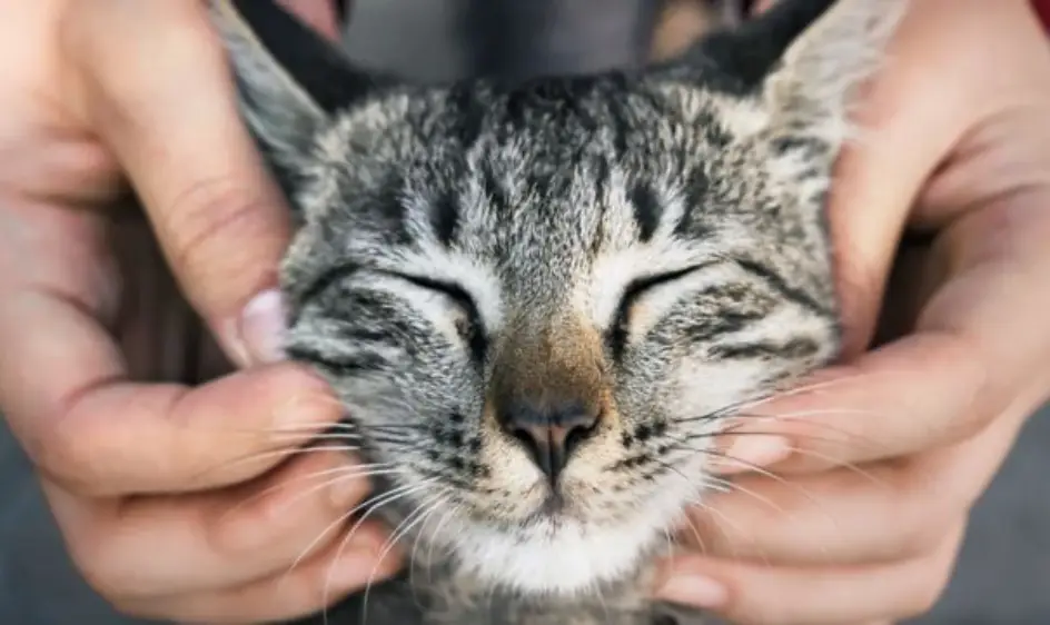 고양이 꿈해몽