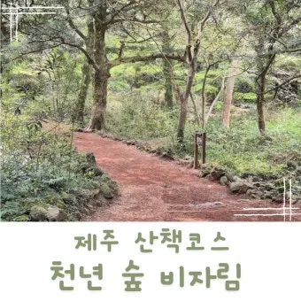 제주 비자림 숲속 산책로 여름 피서지 추천 장소_8