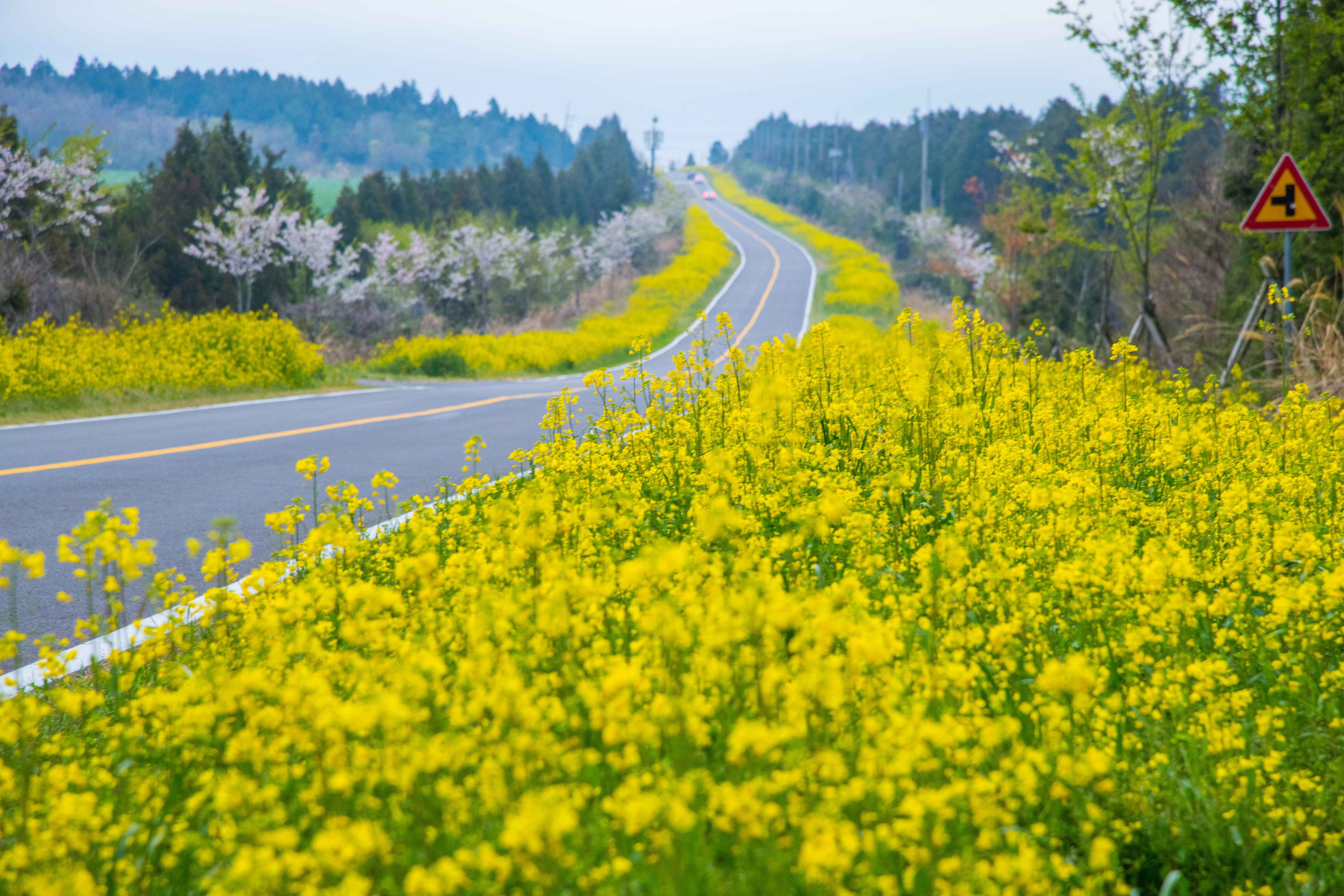 녹산로-유채꽃길
