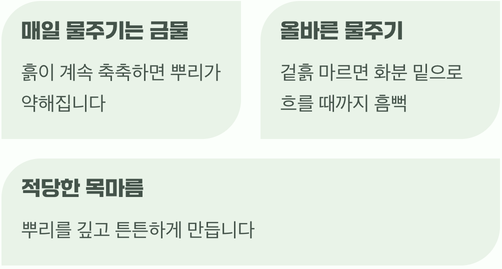 물주기, 과하면 독이 돼요