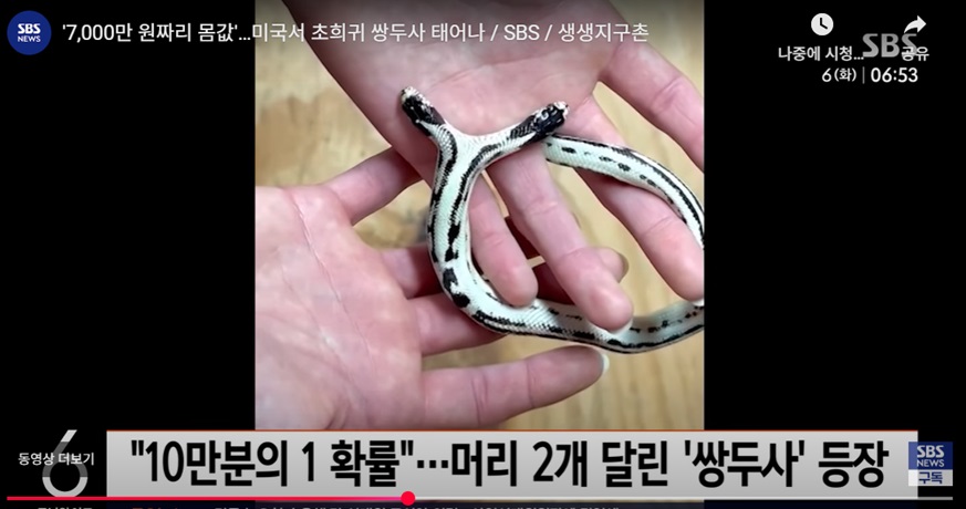 초희귀 쌍두사 발명