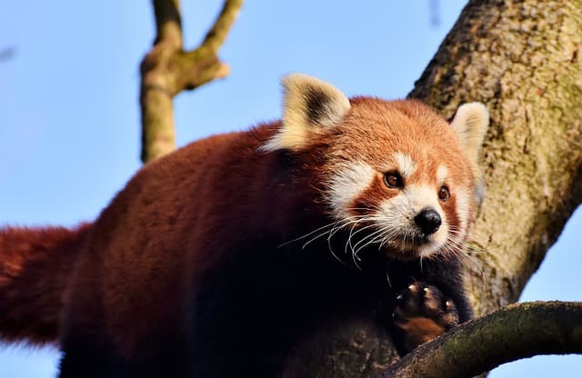 레드판다(Red Panda): 숲속의 귀여운 생존자