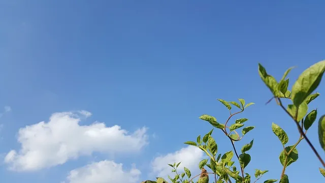 오미자 효능 부작용 섭취방법_5