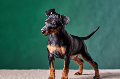 강아지 미니핀.