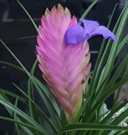 틸란드시아 시아네아