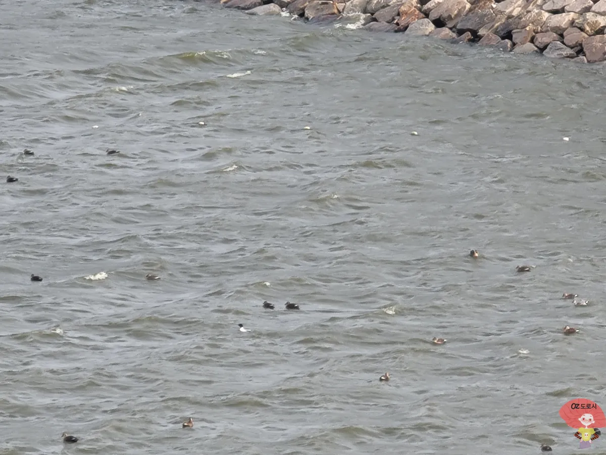 인천-중구-영종도-네스트호텔-스탠다드-트윈-객실-발코니에서-본-바다-새-기러기