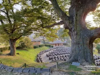 논산 가볼만한곳 카페 맛집 추천 반려견 핫플_20