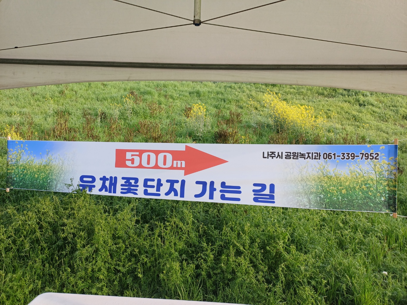 나주 영산강 유채꽃 대향연