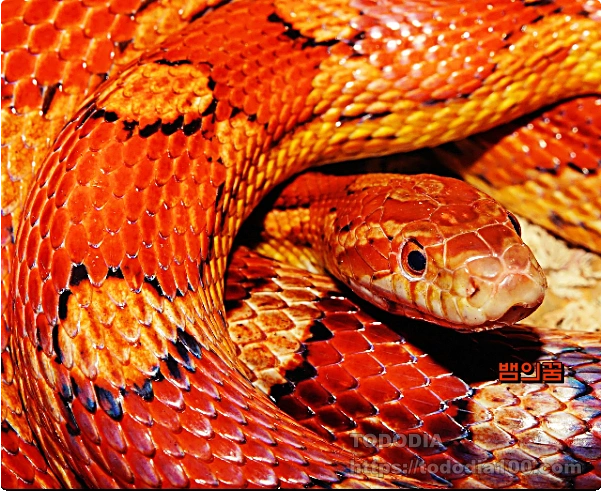 뱀꿈-꿈해몽-주황뱀