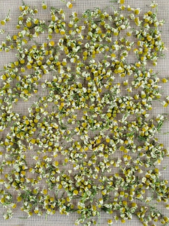 캐모마일을 건조시켜 차로 만드는 과정을 나타낸 이미지입니다.