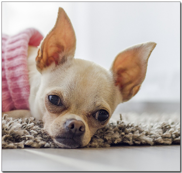 누워있는 치와와